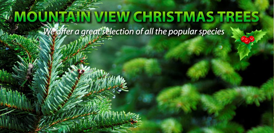 Alberta Christmas Trees