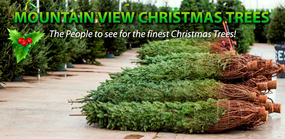 Alberta Wholesale Christmas Trees
