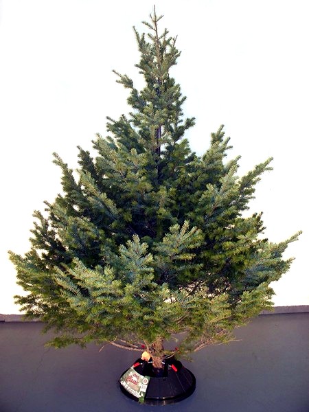 BC Douglas Fir Wholesale Christmas Tree Alberta