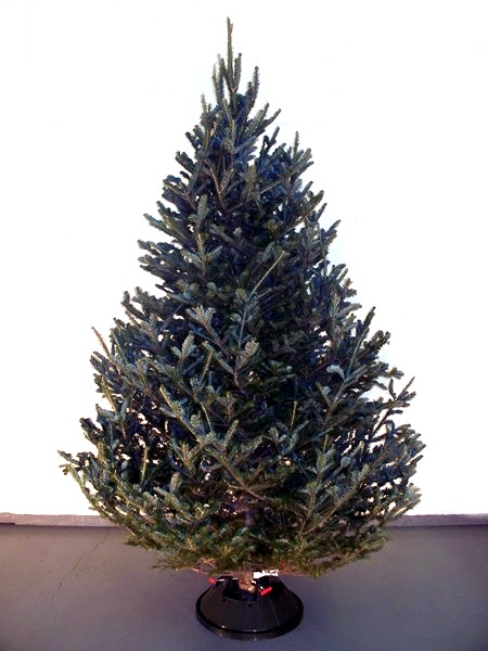 Fraser Fir Wholesale Christmas Trees Alberta